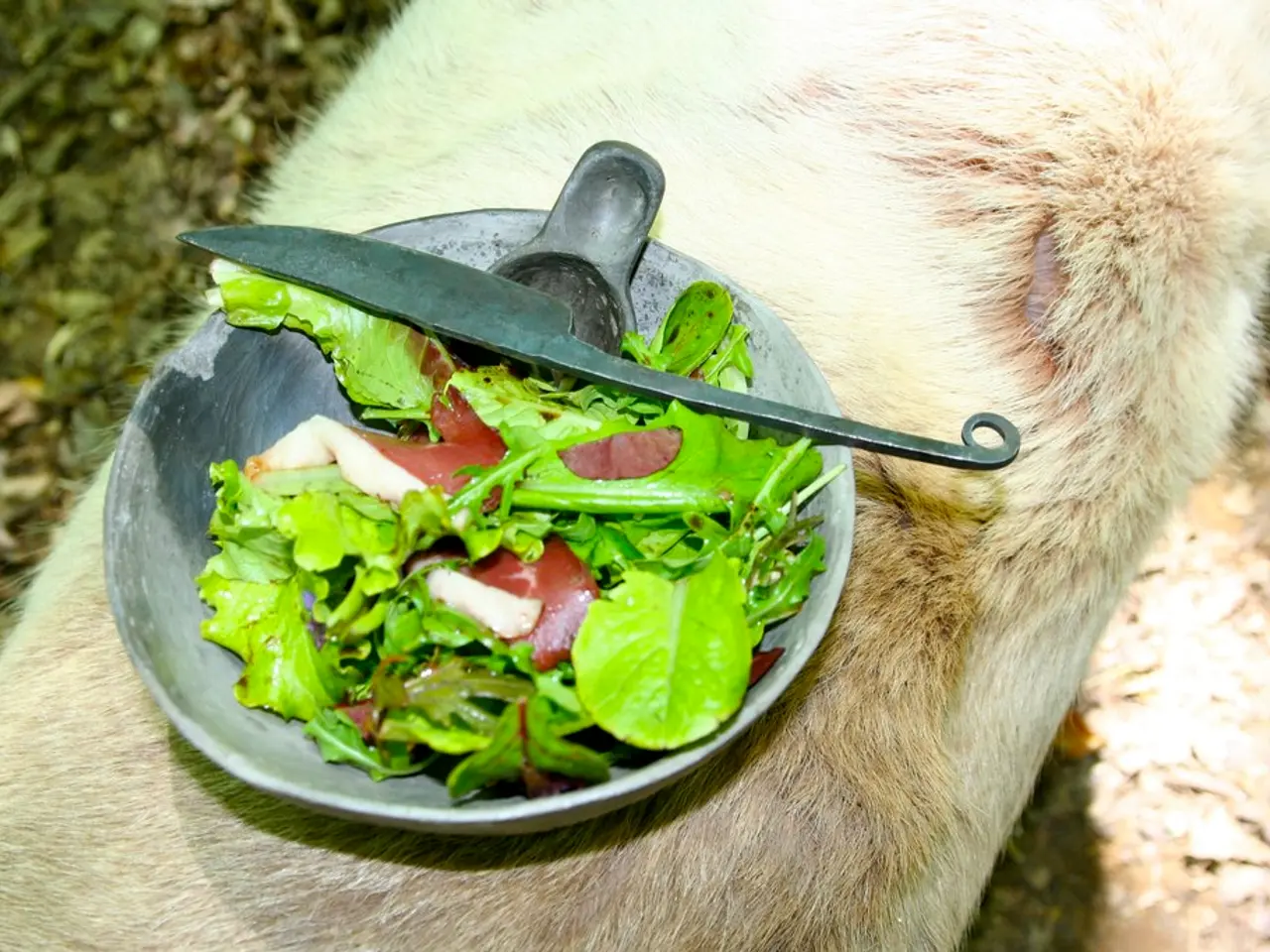 Surgical treatment for hemorrhoids: Purpose, varieties, and recuperation