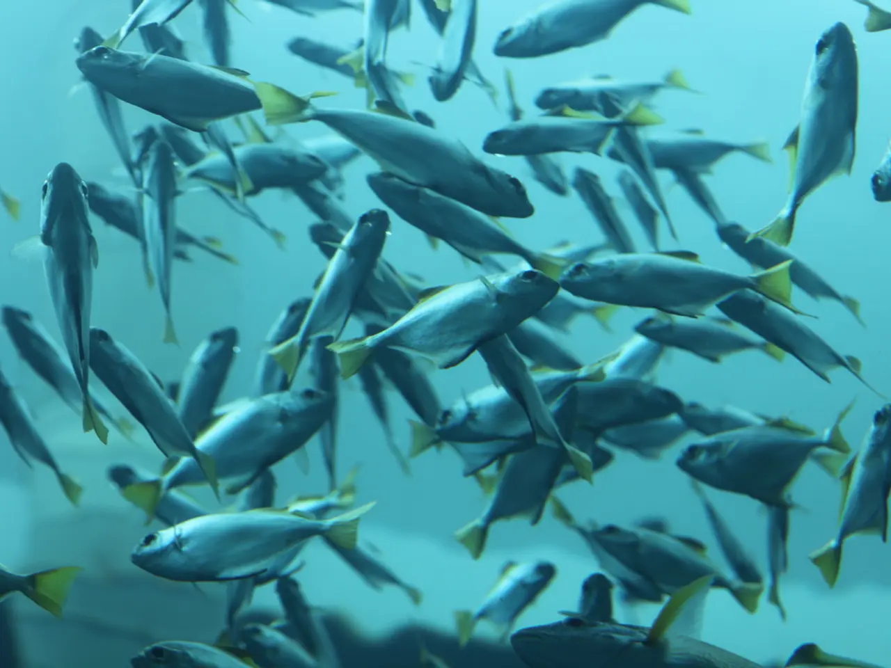 Varied Fish Delights: A Guide to Different Species, Cooking Methods, and Nutritional Information