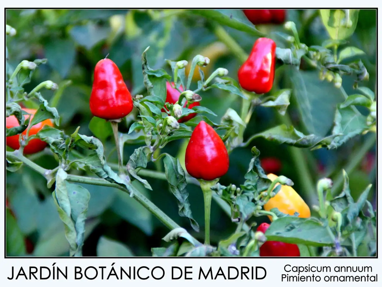 Peppercorns boast numerous health benefits.