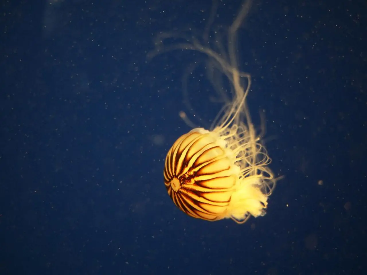 Increase in jellyfish populations offers benefits: multiple animals find them as food sources