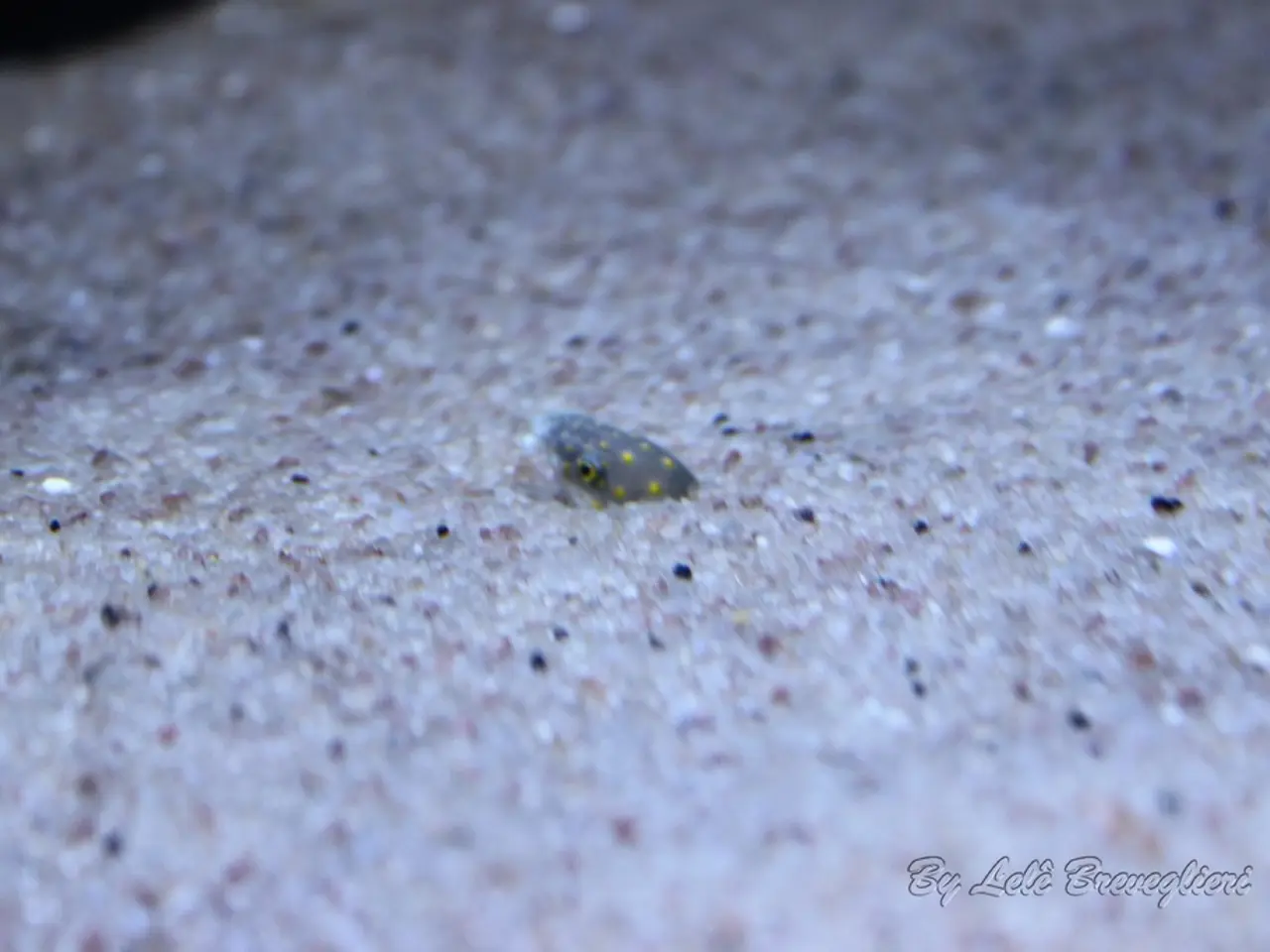 Life-saving aid given to Kaiserlauter (36), following a venomous snake bite on the face in Munich!