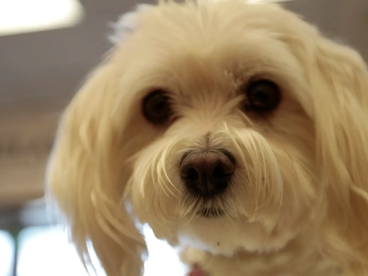 Eyelid Health in Dogs: Frequent Issues and Scientific Facts