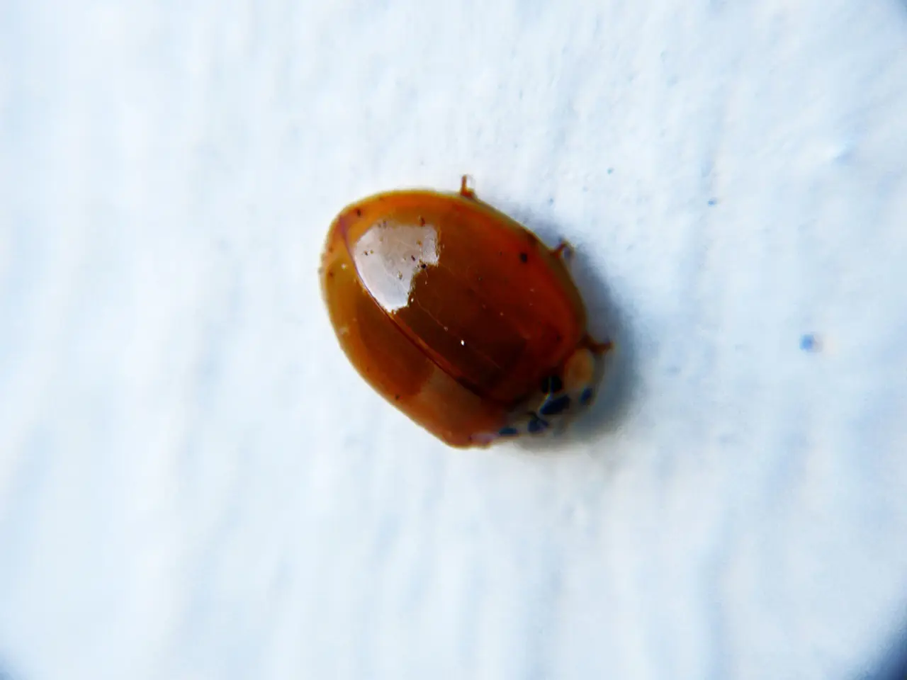 Globoid Cell Leukoencephalopathy Explained: An In-depth Look at This Neurological Disorder