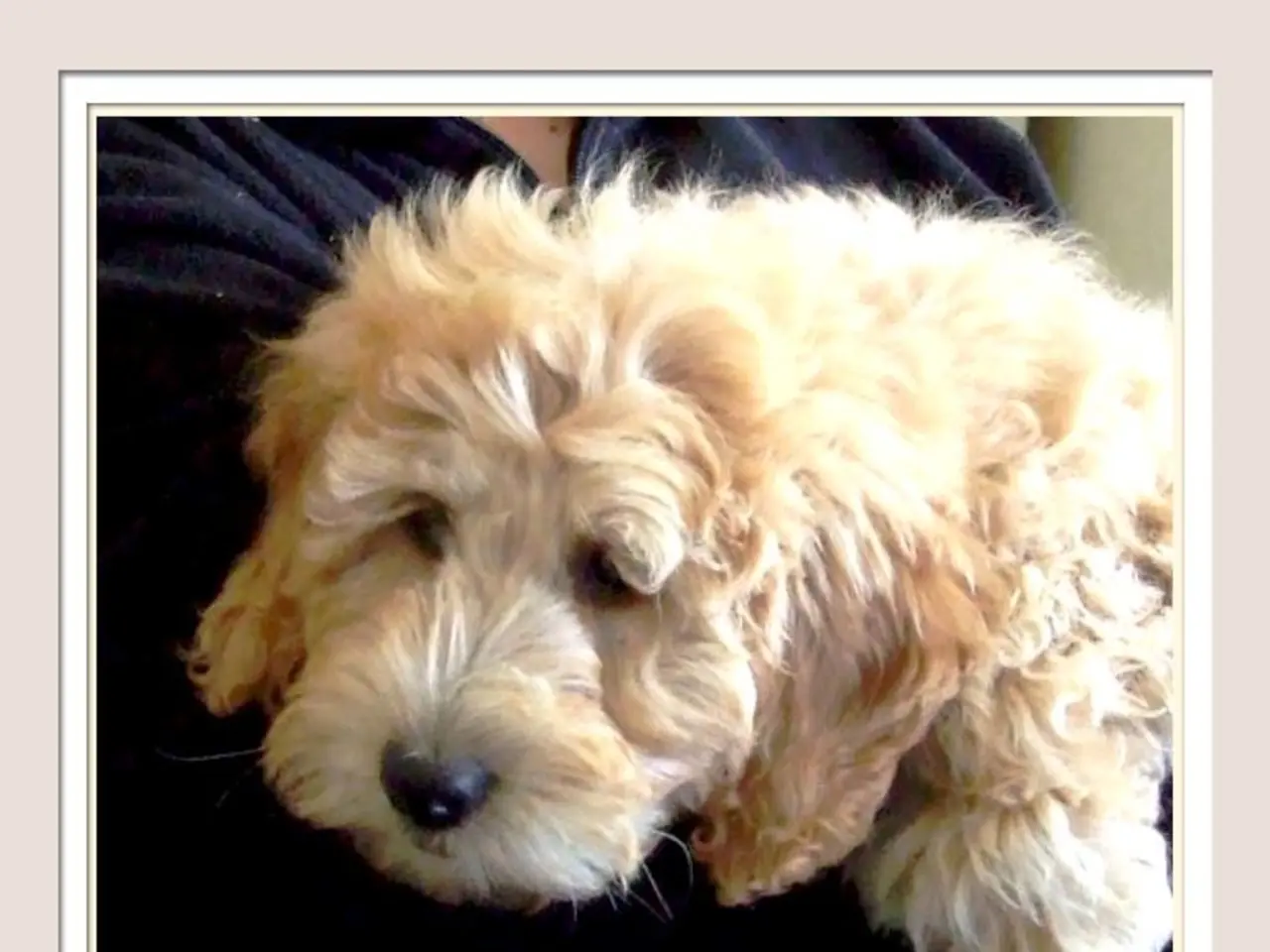 In a heartfelt expression, it was revealed that these dogs hold immense significance: From fetching...