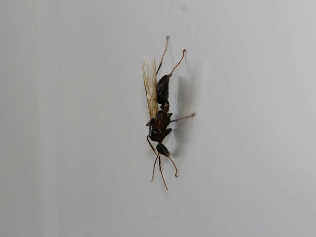 Sighting of Asian Hornet in Cork, Ireland issues alert