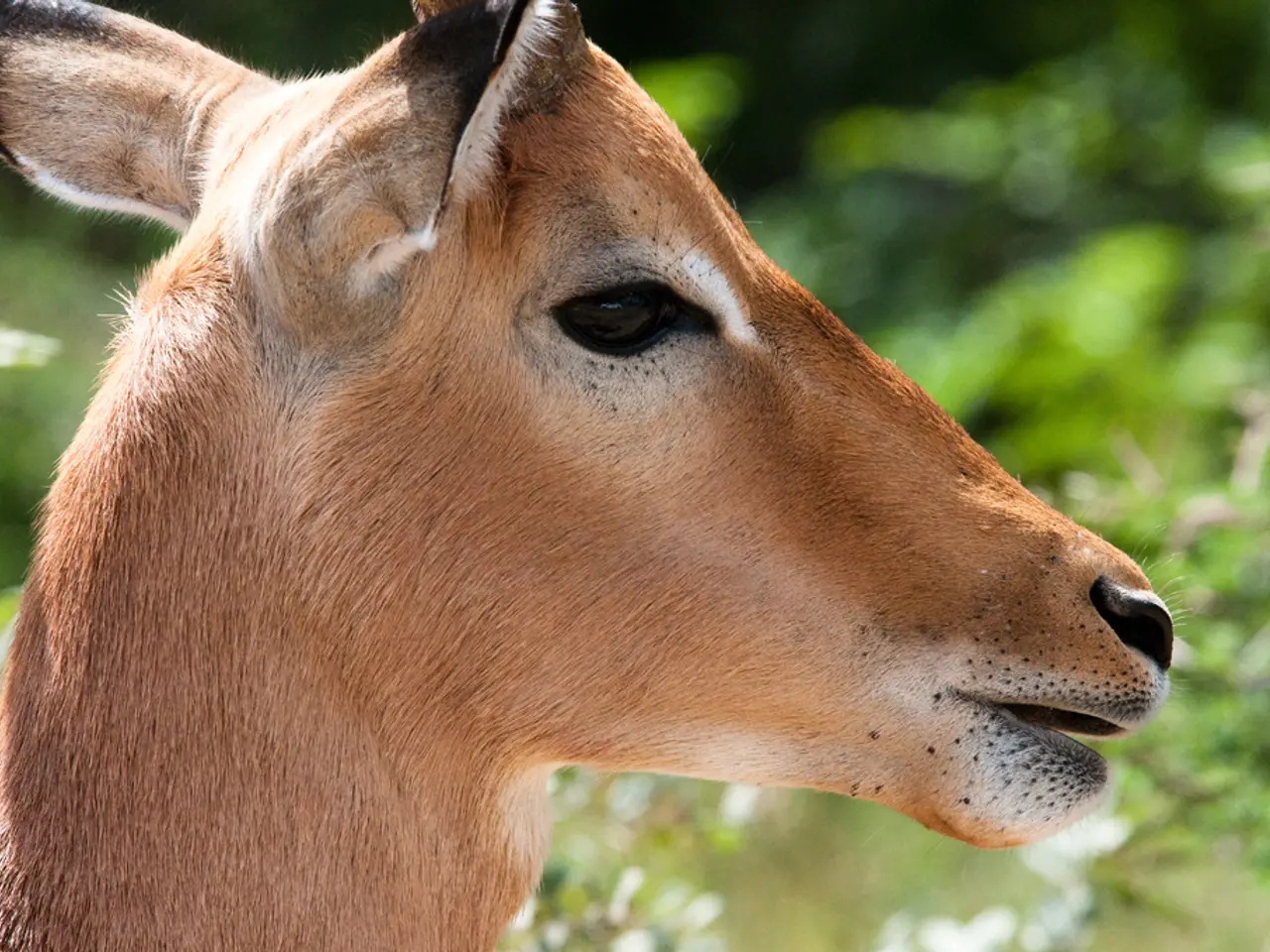 Deerfly-induced Disease Examination: Understanding Deerfly Fever