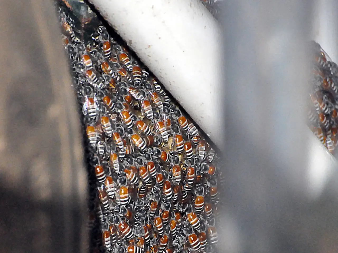 Understanding the Shelf Life of Honey: Storage Guidelines, Expiration Indications, and Advantages...