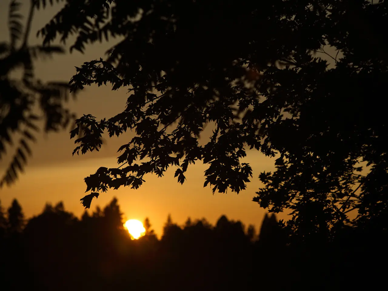 In this picture there is sun at the bottom side of the image and there are trees around the area of...