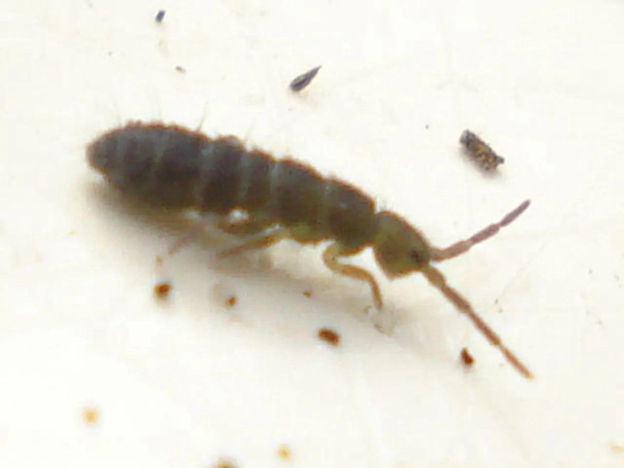 In this picture I can see an insect and few small particles on the white color surface.