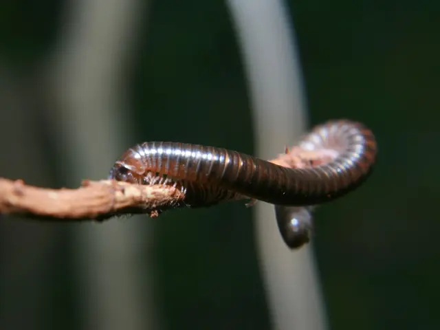 Tapeworms in Felines: A Veterinary Insight