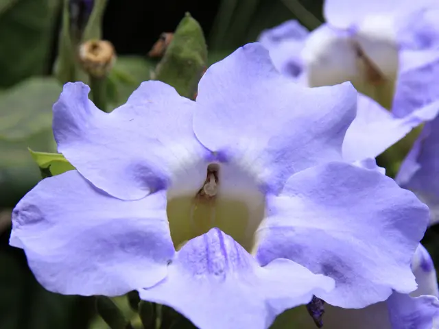 Evening primrose oil: Applications and Potential Medication Interactions