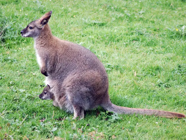Kangaroos possess three reproductive organs, colloquially referred to as having three vaginas, due...