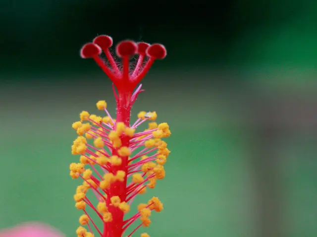 Elevated pollen counts, excluding the Algarve region.