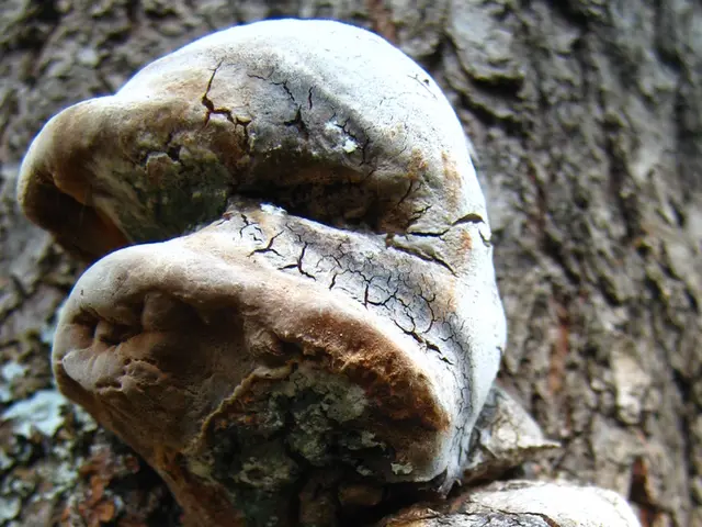 Cladosporium: Symptoms, Allergic Reactions, and Medical Management