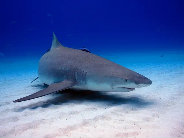 Dolphins' unique method of navigation and communication through sound signals, known as...