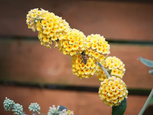 Exploring the Realm of APITHERAPY through our Platform