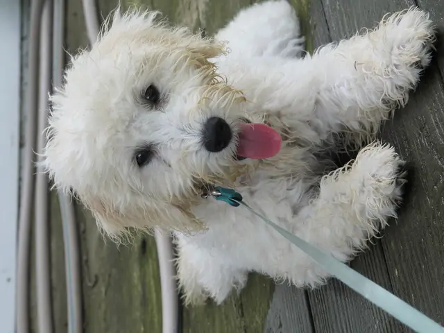 Dog Liver Shunt Examination: Vet Describes Symptoms, Causes, and Remedies