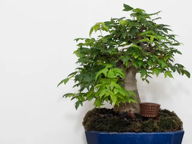 Indoor Bonsai Tree Lifespan Exploration: Duration of Existence for Indoor Bonsais