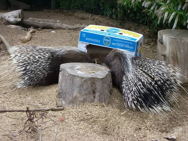 Guenther Porphyria: An Exploration of a Rare Metabolic Disorder