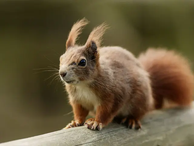 Can masturbation affect the length of a person's penis?