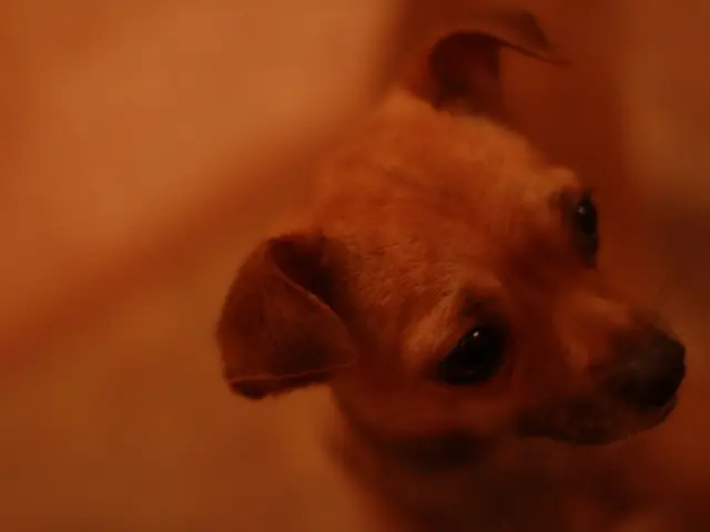 Canine Pneumonia: A Vet's Insight into Symptoms, Stages, and Remedies for Dogs' Pneumonia