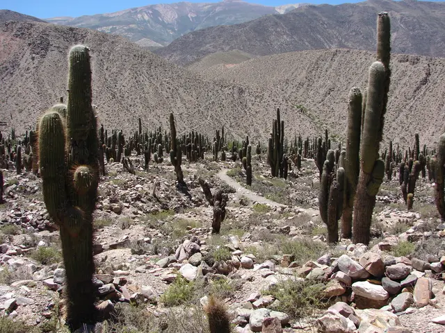 Ascent from Desert to Sky: Cactus to Clouds Trek