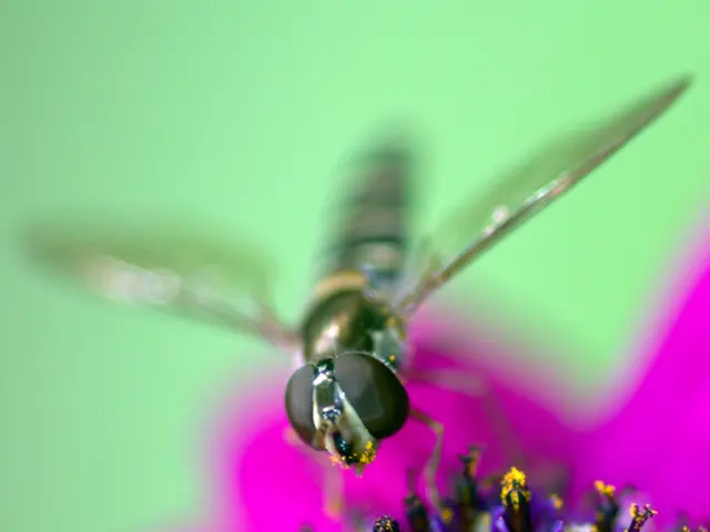 Manuka honey's identity lies in its unique source: the nectar from Manuka bushes native to New...