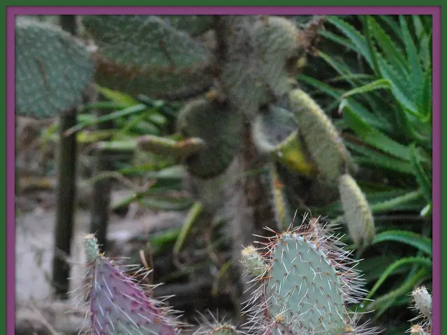 Customs-seized cacti find their new home in the Botanical Garden.