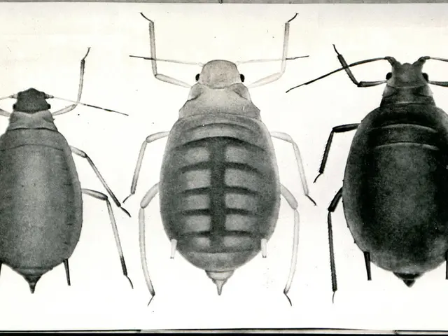 Oropouche Virus Outbreak: A Potential New Threat Similar to Zika Worth Knowing About