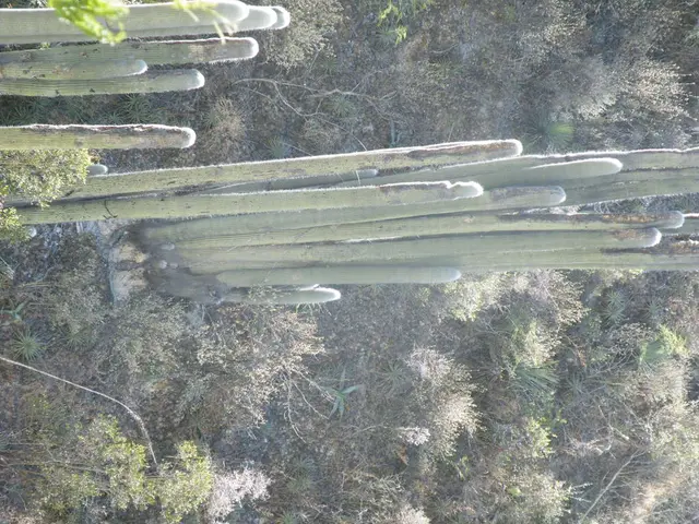 Plants and Calcium-Rich Soil: An Asset or Hindrance?