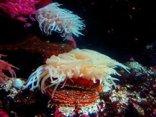 Coral Reefs' Architects: Revealing the Structure of Entire Ocean Ecosystems by Their Construction