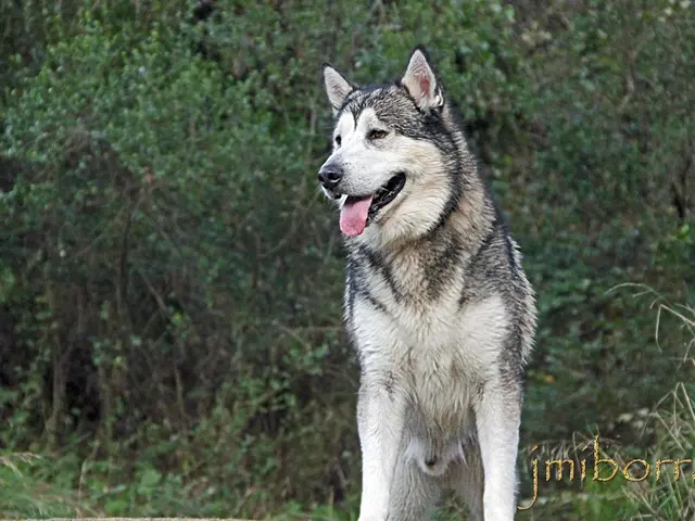 Interpretation of the symbolism in your nocturnal attack visions