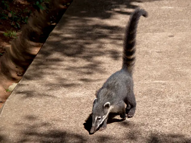 Navigating Through Perimenopause's Labyrinth