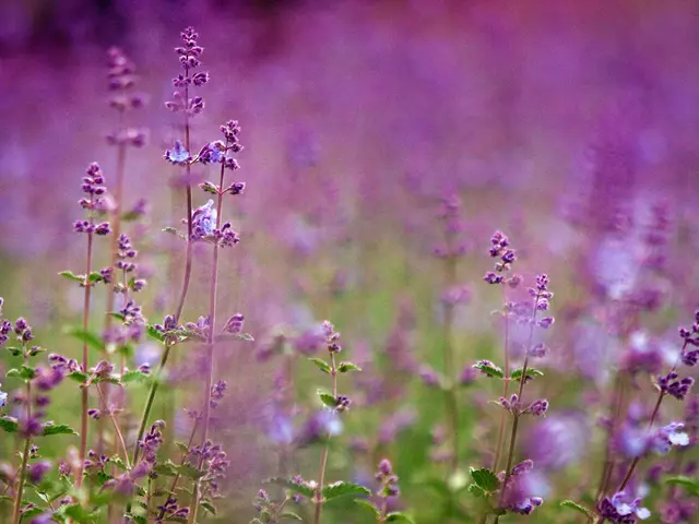 Nurturing Mind and Physical Well-being: Utilizing Lavender-Infused Holistic Hair Care Products