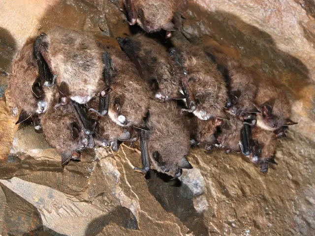 Uncovering Underground Existence: A Fascinating Insight into Bat Living Conditions