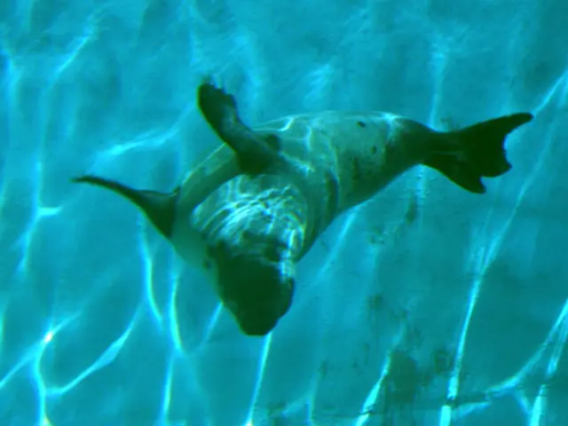 Thoracentesis Explained: Its Purpose, Procedure, and Potential Complications