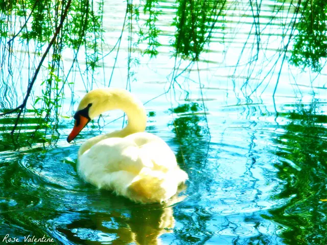 Endangered status persists for little spotted kiwis