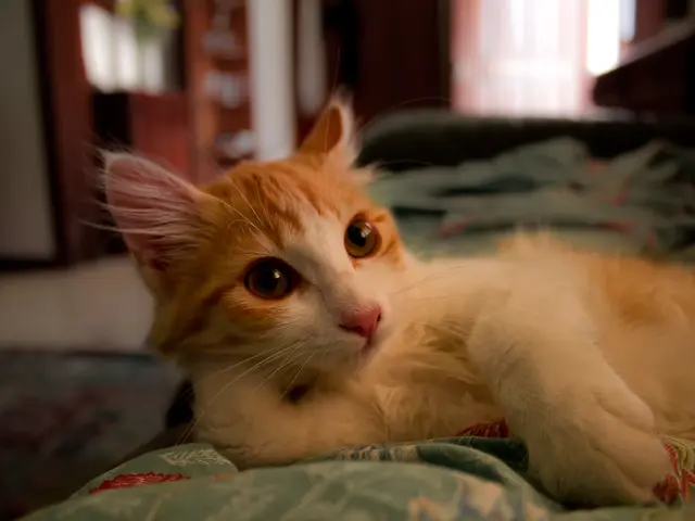 Cat Urinating in Inappropriate Spots: Unraveling the Mystery