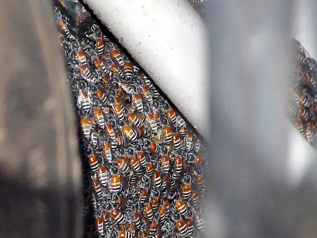 Youngsters Hurt by Wasps during Wanderers' Outing