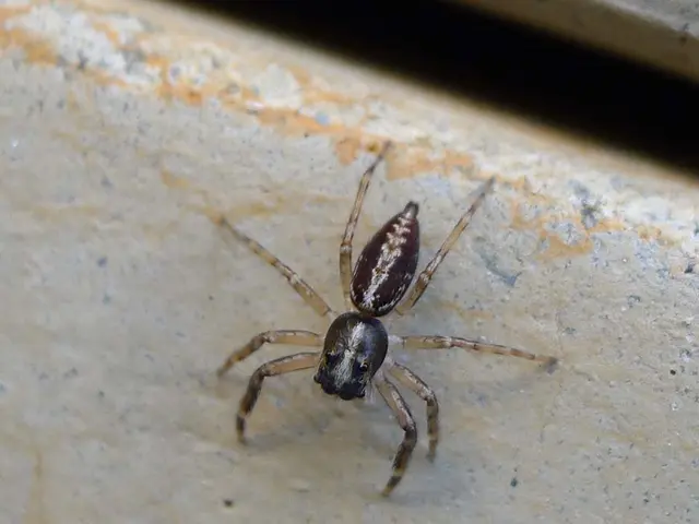 Group of Four Encounters Fatal Spider Within Their Apartment