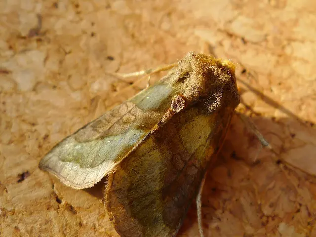 Moths respond to vegetation sounds, exhibiting a preference for quieter plant life
