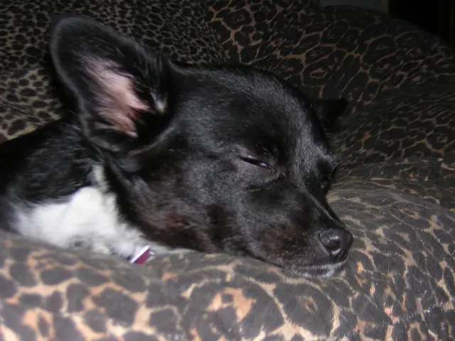 Warning Signs of Solitude in Canines by Victoria Schade, CPDT-KA, Reviewed by Emily Oliver, CVT;...