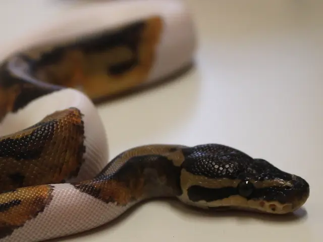 France's Serpent Saga: Identifying Garter Snakes and Vipers: A Guide