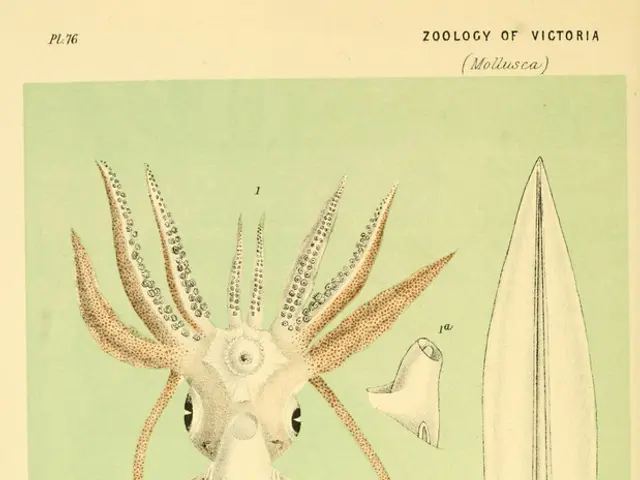 Deep-sea squid battle filmed during research equipment calibration by Australia's Marine National...