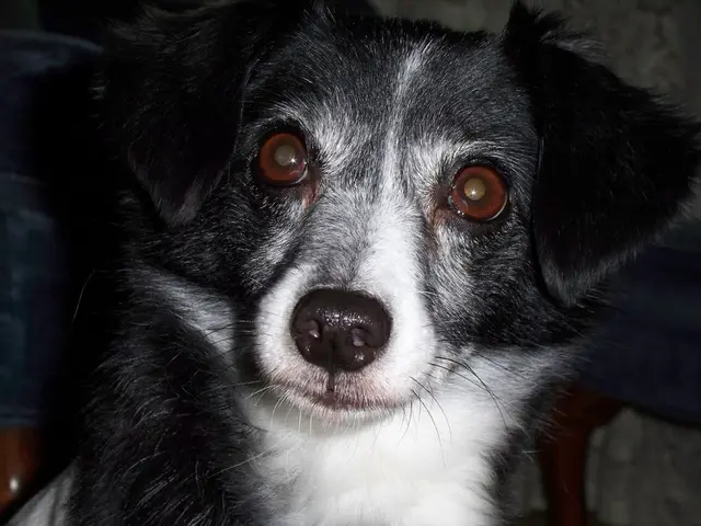 Symptoms to Watch Out for in Canine Dementia