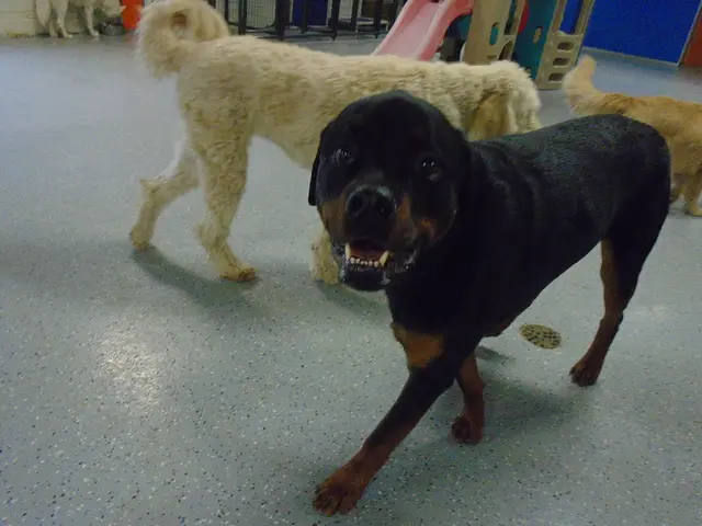 Signs Indicating Your Dog May Be In Pain: A Trainer Reveals Subtle Signs, Often Overlooked