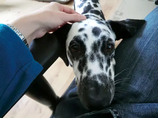 Suffering from Skin Yeast Infections in Your Dog? Get Effective Treatments Immediately!