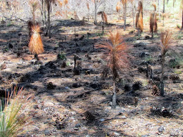 Nitrogen-Fixing Bacteria and Their Role in Plant Growth Enhancement