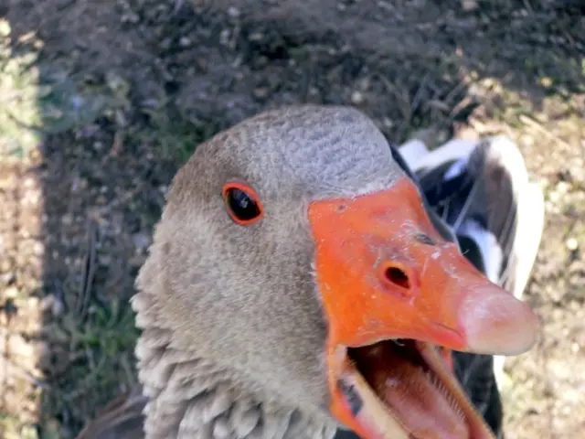 Bile Duct Stone Issues: Signs, Causes, and Remedies