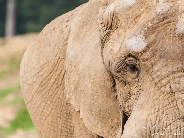 Unveiling the Fate of Motty, the Unique Blend of African and Asian Elephants Across the Globe